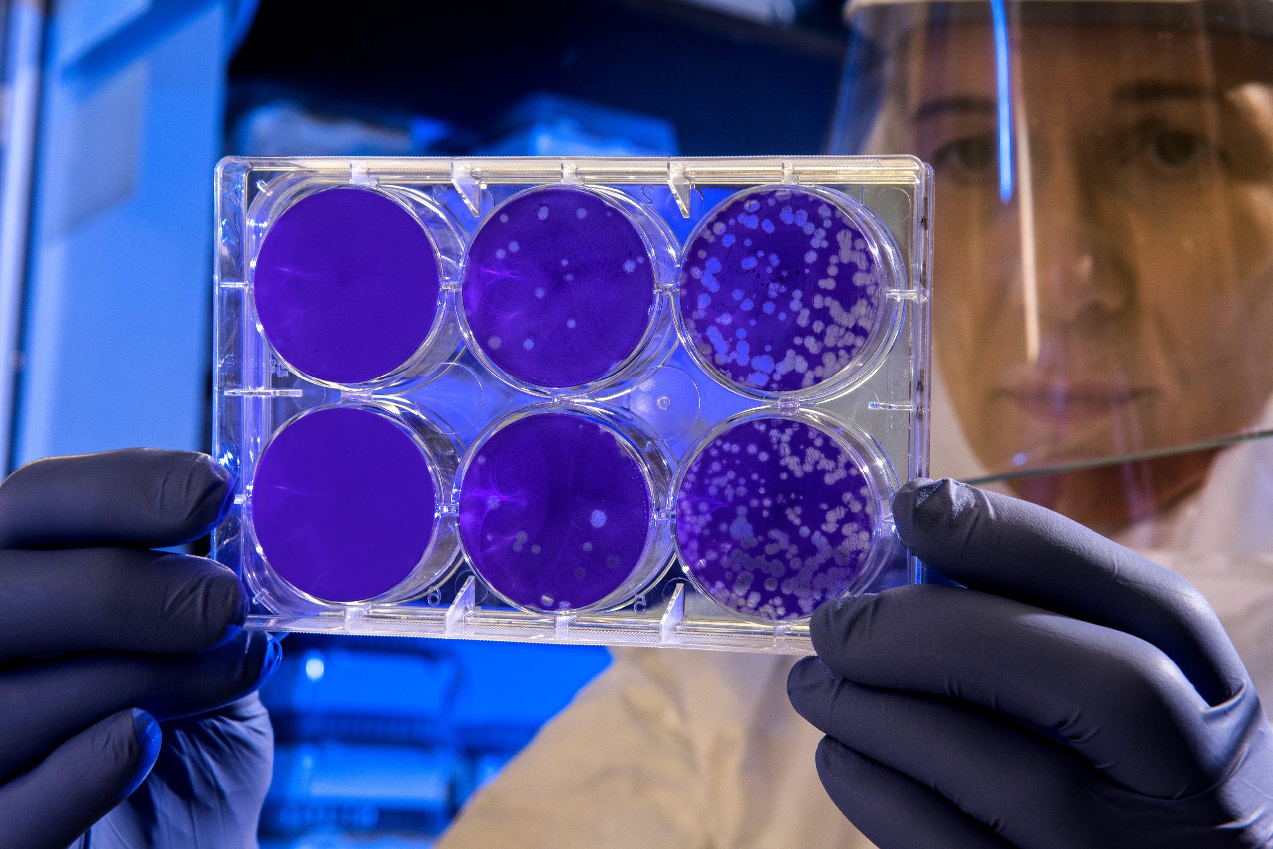 Stem cell
